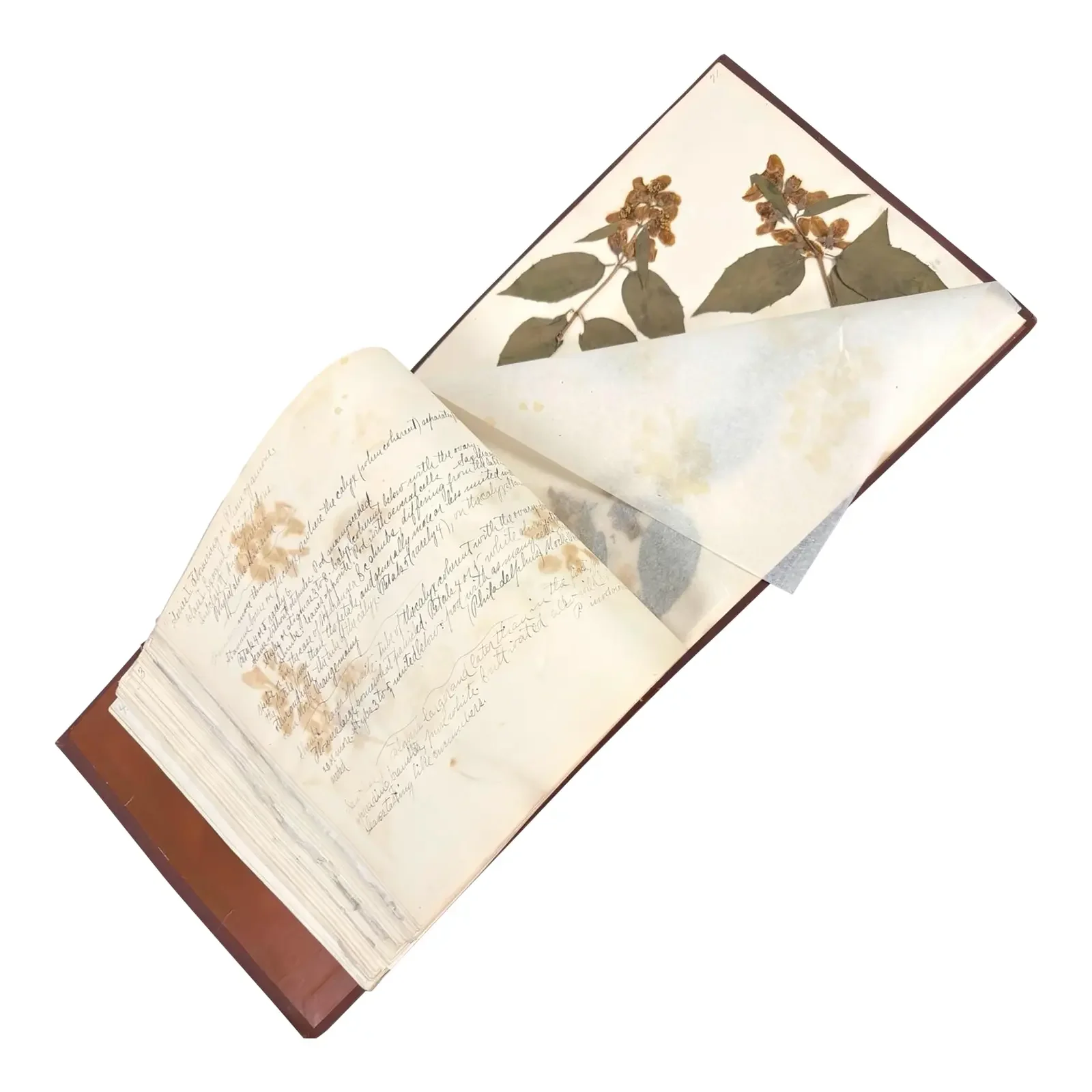 c.1900 Herbarium Album With 26 Specimens, Hand-Drawn Studies & Calligraphic Manuscript